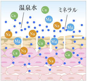 内側から<sup>※</sup>ふっくらもちもち！<br />
「温泉ミネラル」<small>※角質層</small>