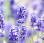 ラベンダー花水