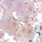 ソメイヨシノ花エキス