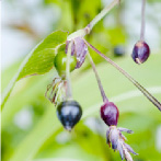 ハトムギ種子エキス