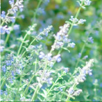 セージ葉エキス