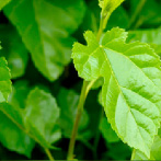 マグワ根茎エキス