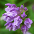 オウゴン根エキス