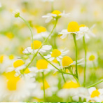 カミツレ花エキス